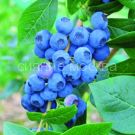 Golubika-vysokoroslaya-Nelson-1-sht-Poisk