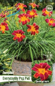 Лилейник Эври Дэйлили Ред Рибс, 1 шт (Флора Селект) Hemerocallis EveryDaylily Red Ribs
