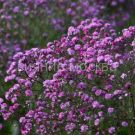 Gipsofila-metelchataya-Flamingo-up-1-sht-Poisk