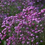 Гипсофила метельчатая Фламинго/уп 1 шт/ Поиск