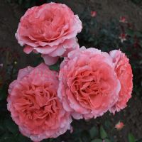 Лоран Каброль (Laurent Cabrol)