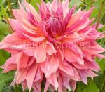 Georgina-Penhill-Dark-Monarh-1-sht-Kolorlajn