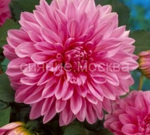 Георгина Лавендер Перфекшн, 1 шт., Колорлайн