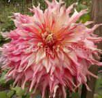 Георгина декоративная Пеннхилл Уотермелон/уп 1 шт/ Поиск