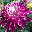 Georgina-Vankuver-1-sht-Kolorlajn