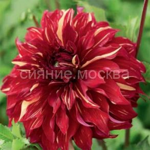 Георгина Богемиан Спартакус, 1 шт., Колорлайн