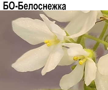 БО-Белоснежка