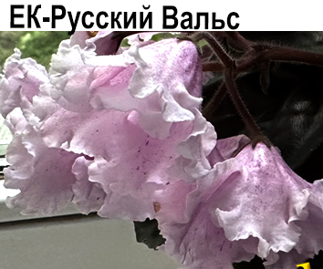 ЕК-Русский Вальс (Коршунова)  НОВИНКА КАТАЛОГА