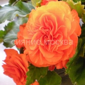 Бегония Нон Стоп Априкот, 5/6, 1 шт., Колорлайн