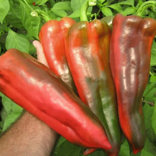 Перец сладкий Каптур F1, 50шт семян