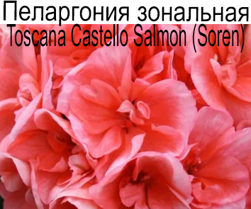 Пеларгония зональная Castello Salmon (Soren)