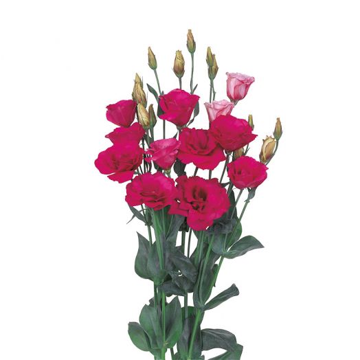 Эустома(Лизиантус) махровая (Eustoma grandiflorum) Mariachi Carmine, 50 драже