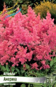Астильба Америка, 1 шт (Colorline)