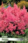 Astilba-Amerika-1-sht-Colorline