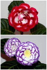 ЕН-Моя Богиня/ЕН-Сила Океана