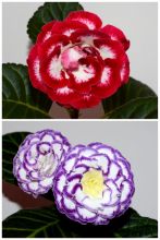 ЕН-Моя Богиня/ЕН-Сила Океана