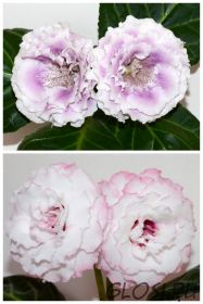 ЕН-Затерянный Рай/ЕН-Крылья Фламинго