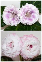 ЕН-Затерянный Рай/ЕН-Крылья Фламинго