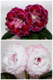 ЕН-Секрет Нефертити/ЕН-Крылья фламинго