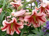 Олимпик Торч (ОТ)