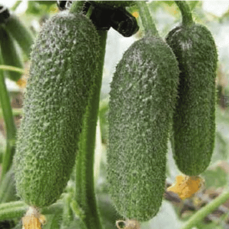 Огурец ТРИЛОДЖИ F1, 250 семян
