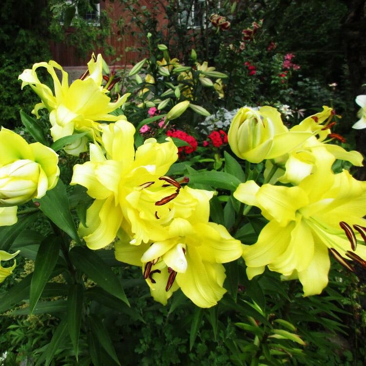 Экзотик Сан (ОТ махр лилия