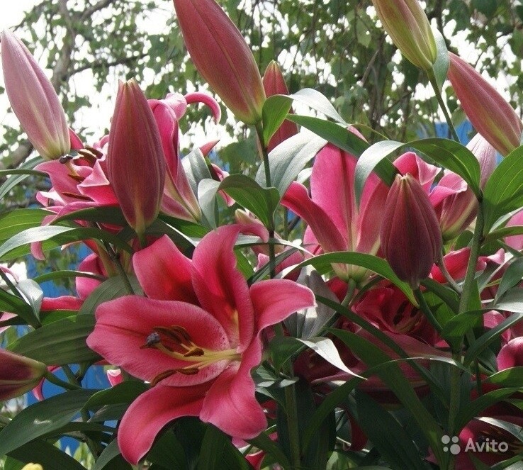 Борелло (от) лилия