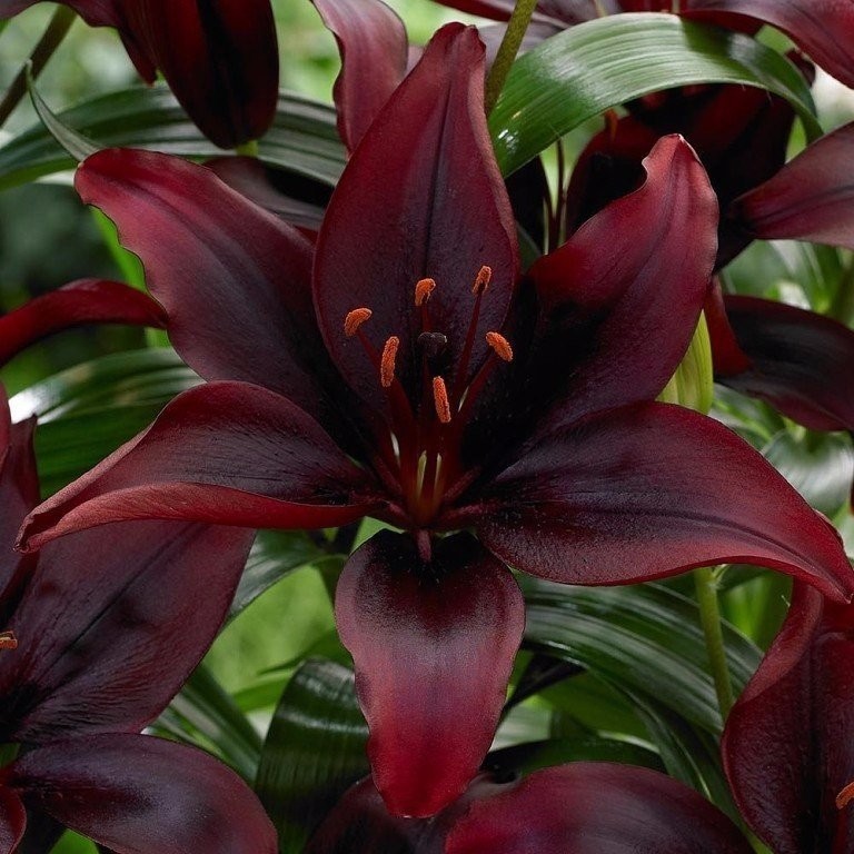 Мапира (азиатка) ЛИЛИЯ