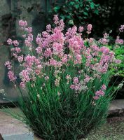 Розея лаванда узколистная