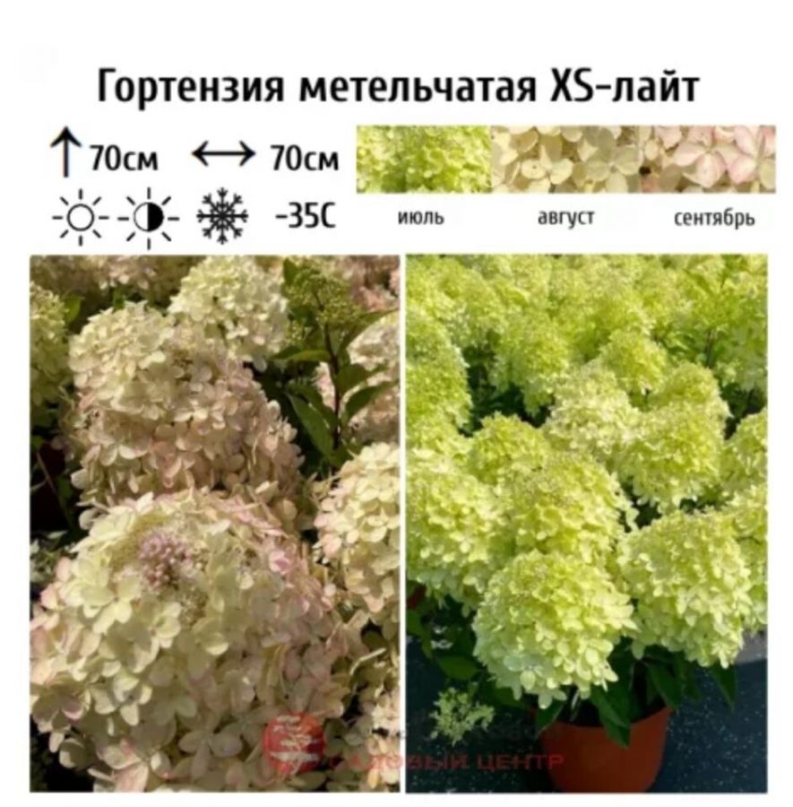 Гарденлайт Икс Лайт (миниатюрная, метельчатая) гортензия