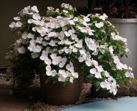 Гортензия ампельная Сбежавшая невеста