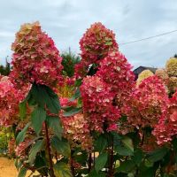 Графити (метельчатая) новинка!!!!