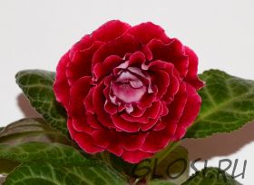 ЕН-Ягодка в Вине (сел.Е.Николаева) Новинка 2025!