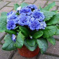 Батик Блю Беларина примула