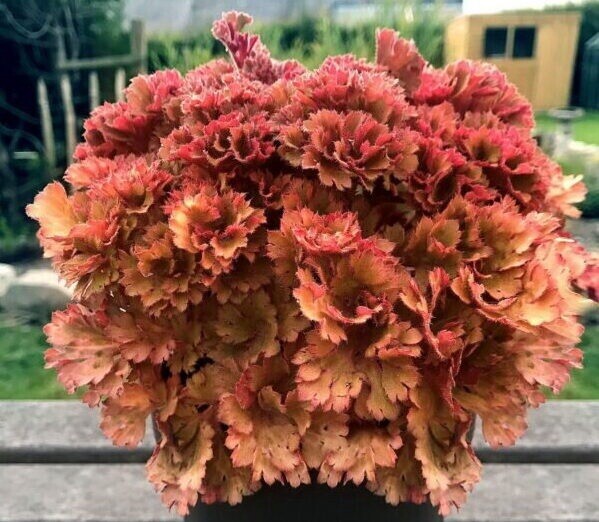 Фрилли гейхера