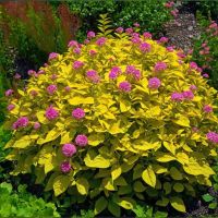 Голден Принцесс спирея