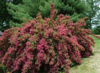 Бристол руби вейгела