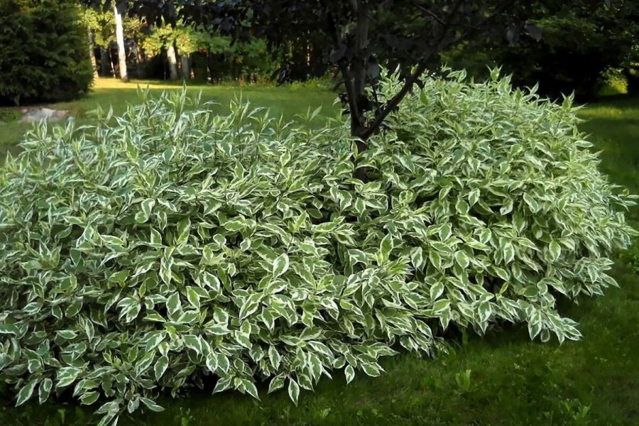 Эленгассима дерен