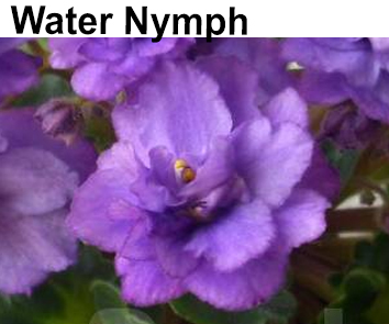 Water Nymph