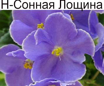 Н-Сонная Лощина (Н.Бердникова)