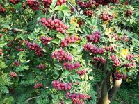 Гранатная рябина