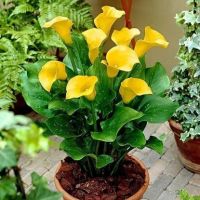 Саншайн калла