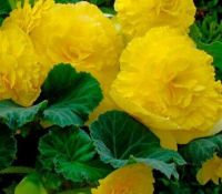 Бегония Фимбриата жёлтая