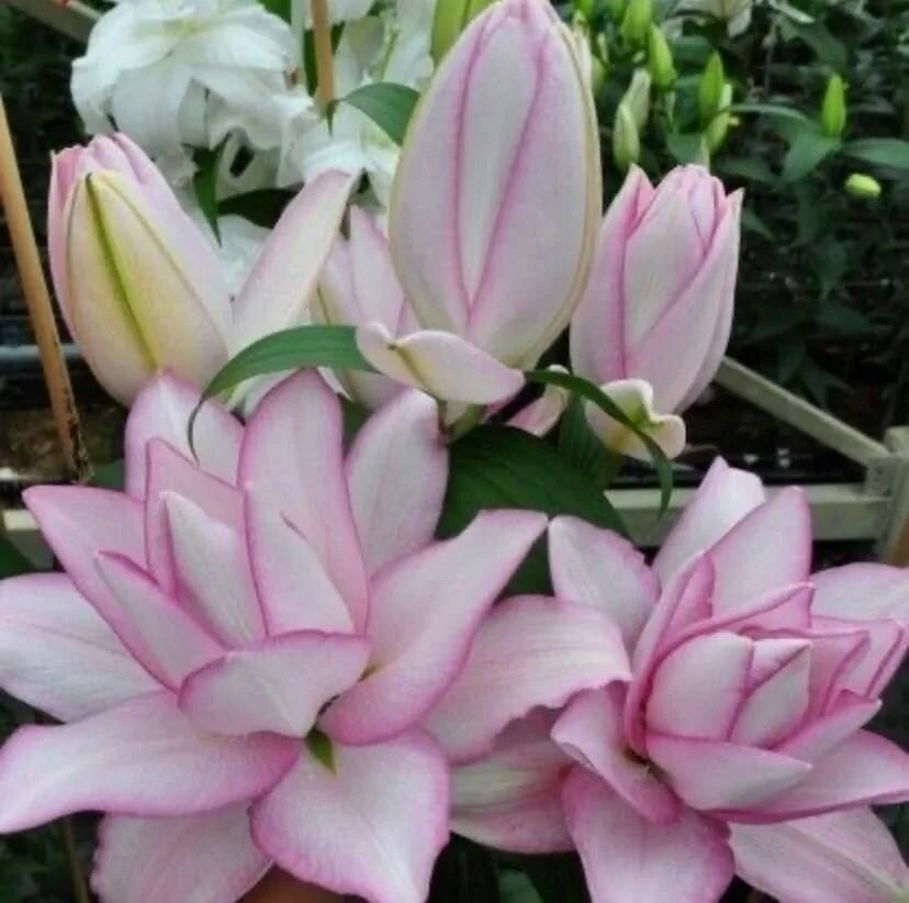 Аннушка Розелли лилия