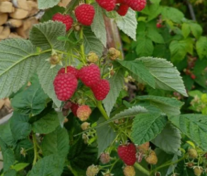 Малина Халлей ремонтантная