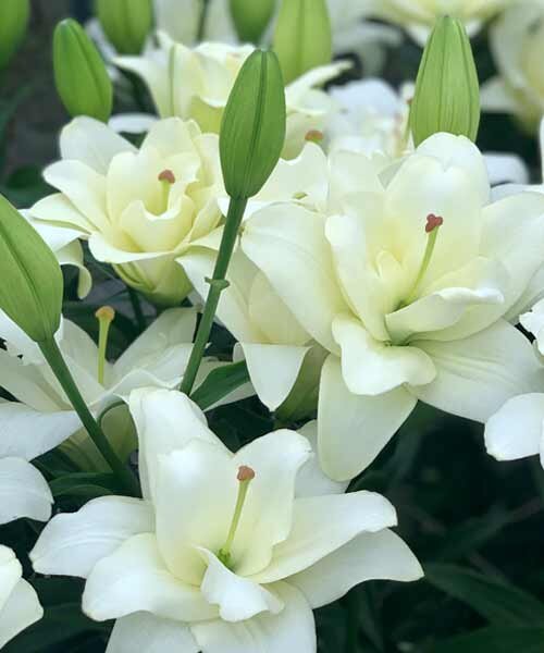 Бельведер (ЛА махровая) лилия