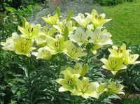 Герит Залм (ЛА) лилия