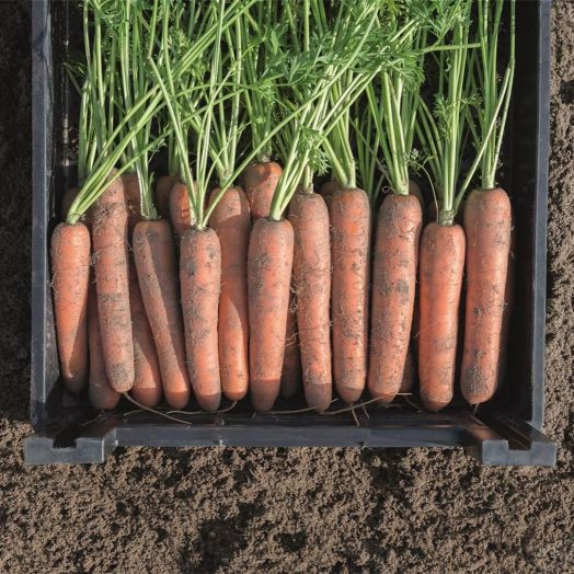 Морковь Навал F1, 1г семян