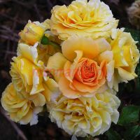 Мирей Дюма (Mireille Dumas)