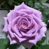 Найтингейл (Nightingale)